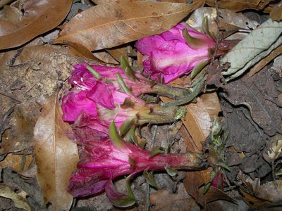 Disocactus macdougallii, photographed by Neptalí Ramírez Marcial