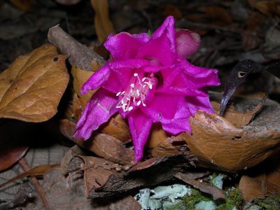 Disocactus macdougallii, photographed by Neptalí Ramírez Marcial