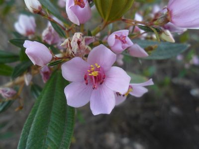 Microlicia parviflora, photographed by Márcia Martins