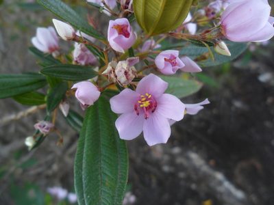 Microlicia parviflora, photographed by Márcia Martins