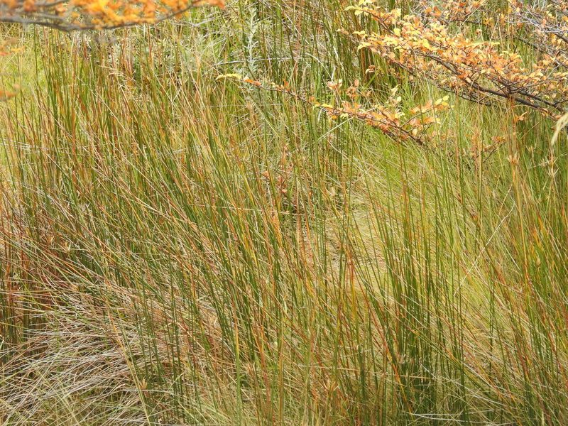 Marsippospermum grandiflorum, photographed by María Regina Silva