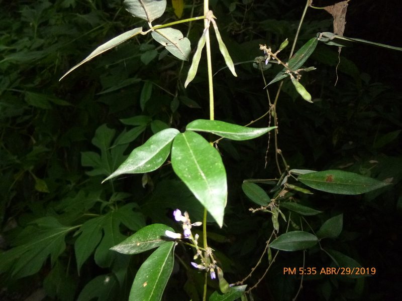 Calopogonium galactioides, photographed by Daniel A. Monsalve Ortiz