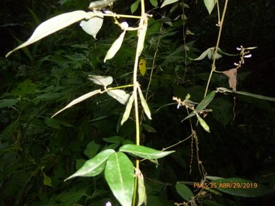 Calopogonium galactioides, photographed by Daniel A. Monsalve Ortiz