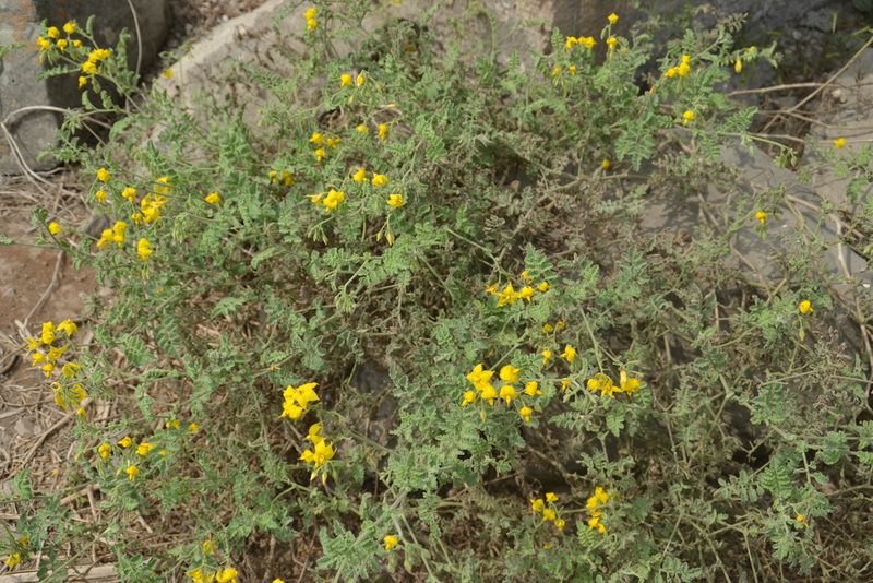 Solanum corneliomulleri, photographed by Antonio W. Salas