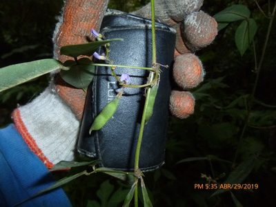 Calopogonium galactioides, photographed by Daniel A. Monsalve Ortiz