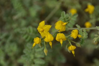 Solanum corneliomulleri, photographed by Antonio W. Salas