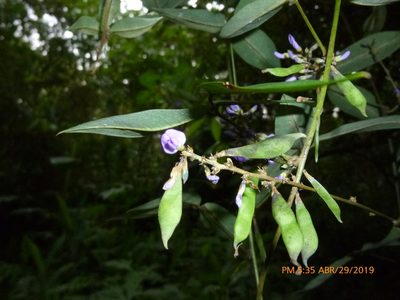 Calopogonium galactioides, photographed by Daniel A. Monsalve Ortiz