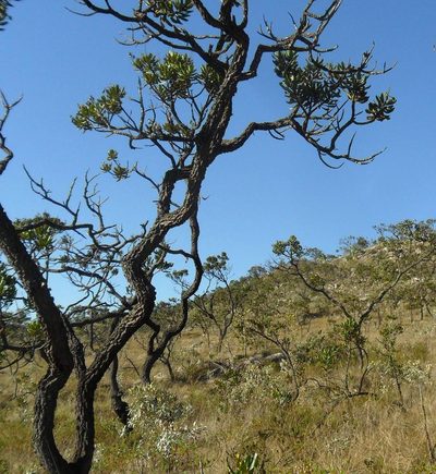 Vochysia thyrsoidea, photographed by Márcia Martins