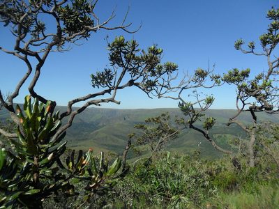 Vochysia thyrsoidea, photographed by Márcia Martins