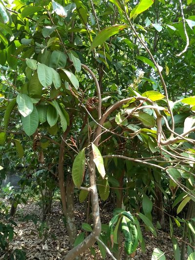 Ardisia compressa, photographed by Obed Palagot Echavarria
