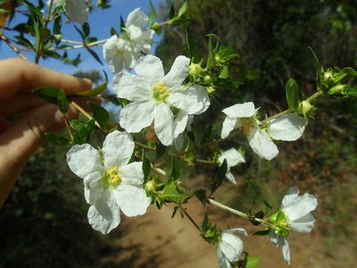 Diplusodon virgatus, photographed by Márcia Martins