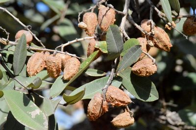 Qualea parviflora, photographed by Douglas
