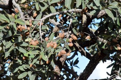 Qualea parviflora, photographed by Douglas
