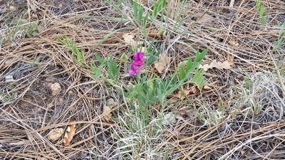 Lathyrus eucosmus, photographed by Craig Martin