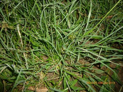 Eragrostis pilosa, photographed by Daniel A. Monsalve Ortiz