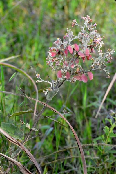 Banisteriopsis campestris, photographed by Douglas