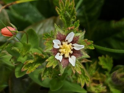Potentilla californica, photographed by Alex Heyman