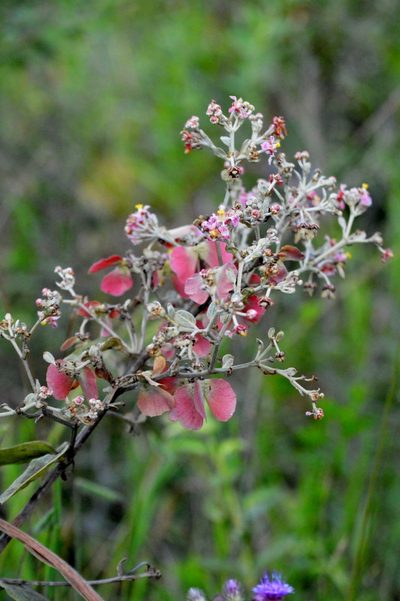 Banisteriopsis campestris, photographed by Douglas