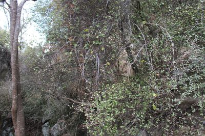 Olearia fragrantissima, photographed by Joe Potter Butler