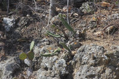 Stenocereus standleyi, photographed by Juan Cruzado Cortés