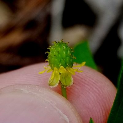 Ranunculus allegheniensis, photographed by Daniel McClosky