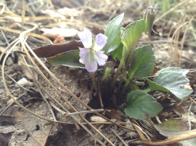 Viola umbraticola, photographed by weaver