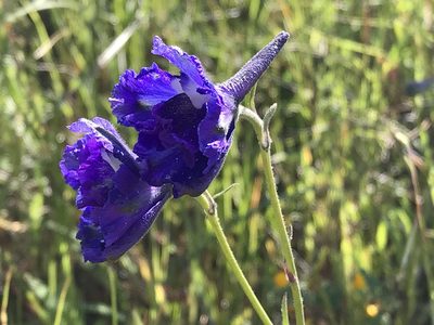 Delphinium variegatum, photographed by rappman