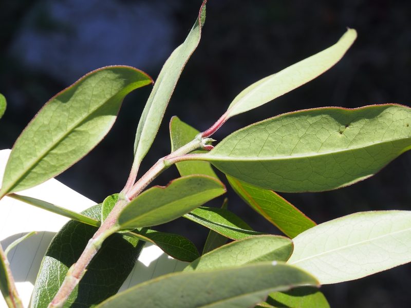 Garrya laurifolia, photographed by Lena Struwe