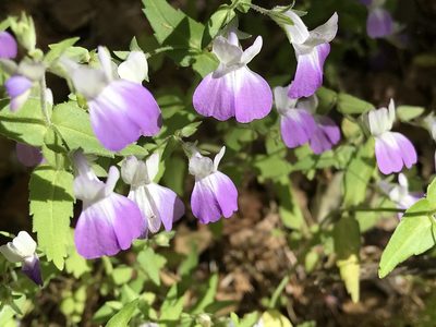 Collinsia multicolor, photographed by rappman