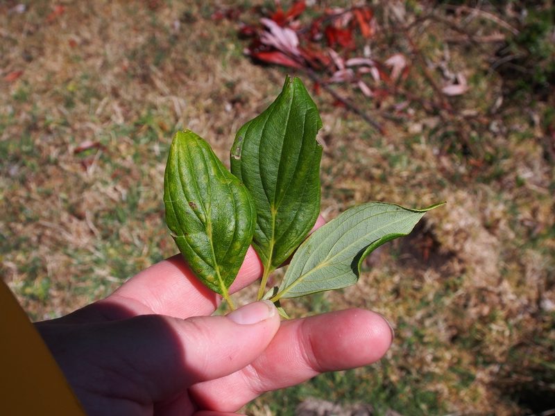 Cornus disciflora, photographed by Lena Struwe