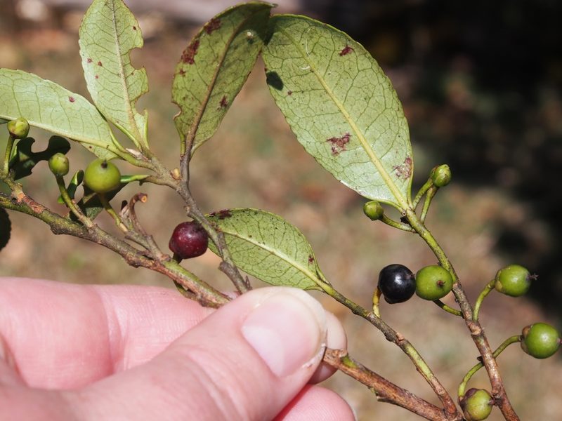 Cleyera theoides, photographed by Lena Struwe