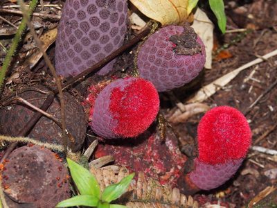Corynaea crassa, photographed by Lena Struwe