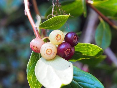 Vaccinium poasanum, photographed by Lena Struwe