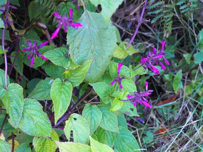 Salvia carnea, photographed by Lena Struwe