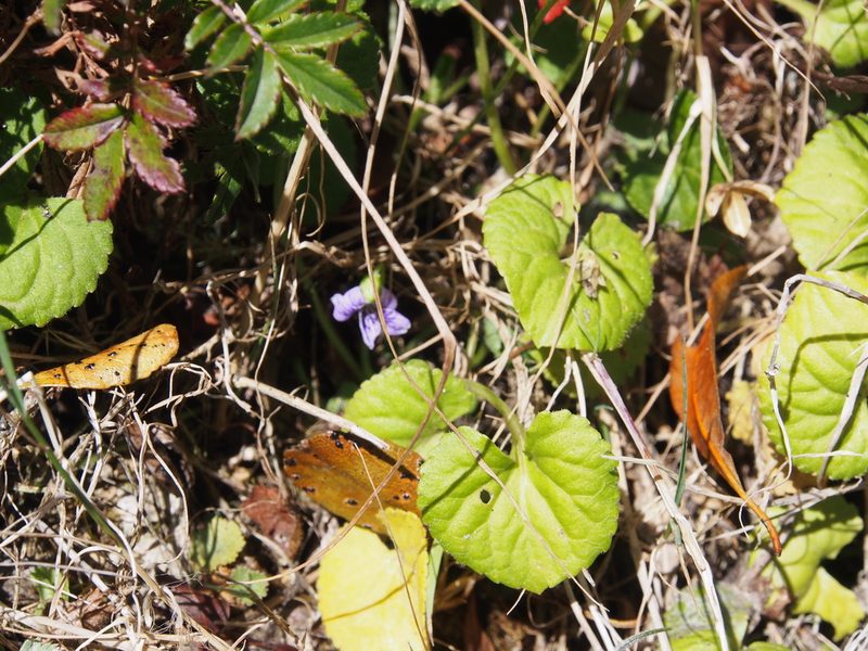 Viola nannei, photographed by Lena Struwe