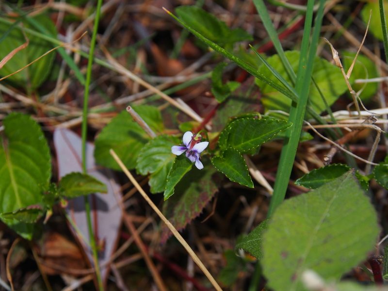 Viola scandens, photographed by Lena Struwe