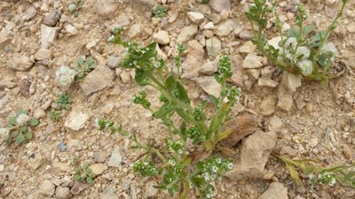 Sonnea glomerata, photographed by rickr