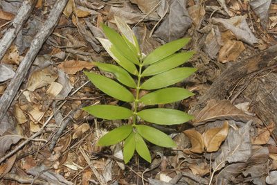 Zamia paucijuga, photographed by Juan Cruzado Cortés