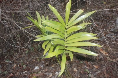 Zamia paucijuga, photographed by Juan Cruzado Cortés