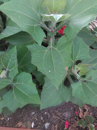 Smallanthus sonchifolius, photographed by GERMAN LEONEL SARMIENTO CRUZ