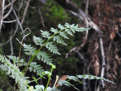 Asplenium dareoides, photographed by María Regina Silva