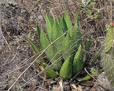 Agave inaequidens, photographed by Martín Sánchez Vilchis