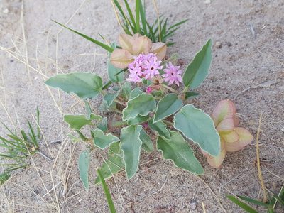 Tripterocalyx wootonii, photographed by Alex Abair