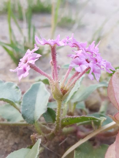 Tripterocalyx wootonii, photographed by Alex Abair