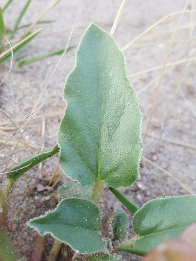 Tripterocalyx wootonii, photographed by Alex Abair