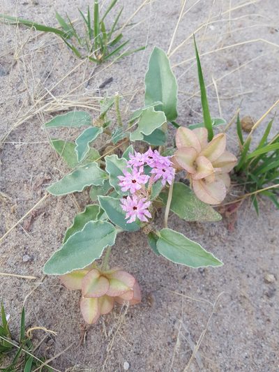 Tripterocalyx wootonii, photographed by Alex Abair