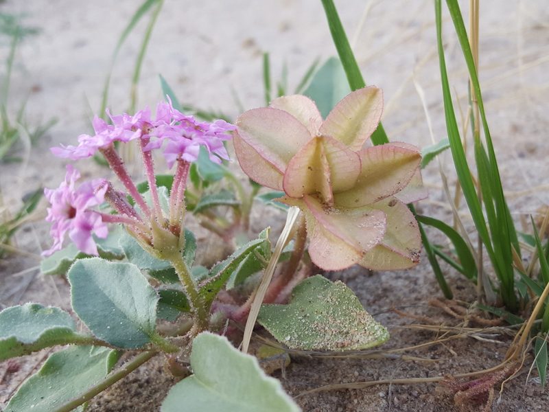 Tripterocalyx wootonii, photographed by Alex Abair