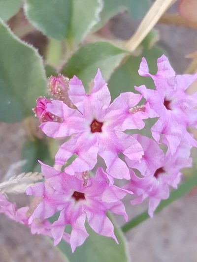 Tripterocalyx wootonii, photographed by Alex Abair