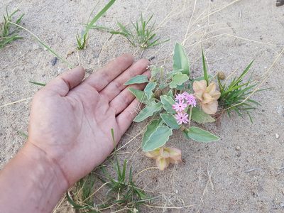 Tripterocalyx wootonii, photographed by Alex Abair