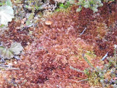 Sphagnum magellanicum, photographed by María Regina Silva